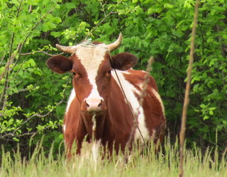 На імуносупресію у корів у перехідний період впливають метаболічні зміни